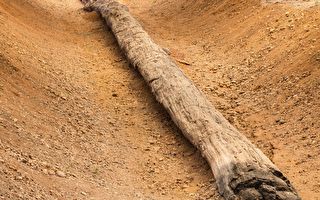 泰國出土12萬年前70米長石化樹幹 創紀錄