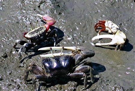 台灣招潮蟹，雄蟹的大螯像一支雪白的大剪刀，看起來非常銳利。