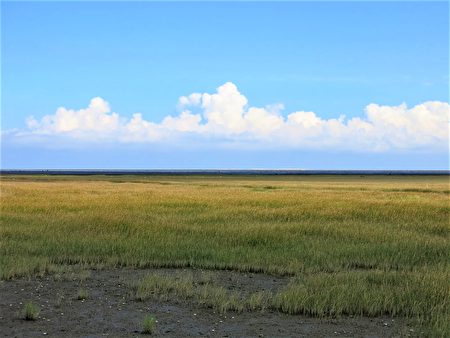 高美湿地的云林莞草，像一片翠绿的绒毯，铺垫在滨海的湿地上。