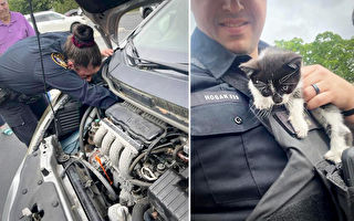奶猫被困引擎盖 美警员设法救出并暖心收养