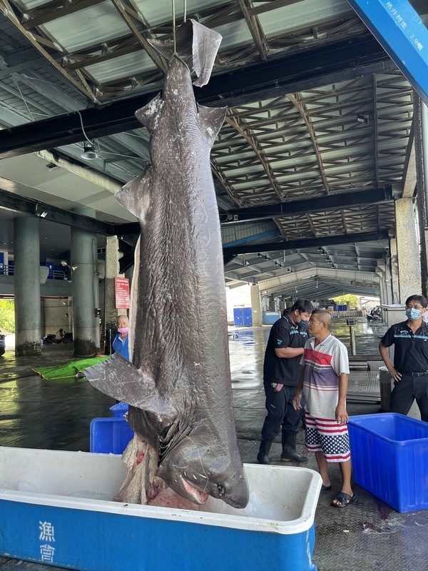 台湾渔港捕获灰六鳃鲨 比恐龙更古老物种