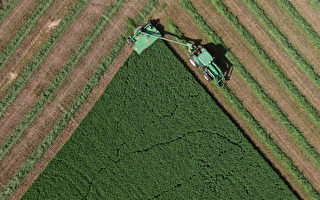 渥京制裁俄國 安省農民受損 籲對氮肥網開一面