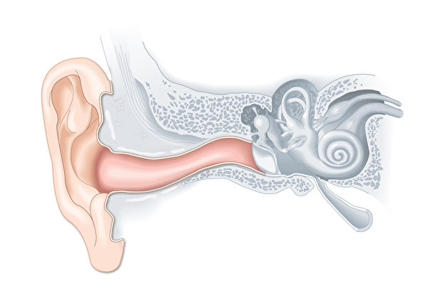 耳朵的解剖示意图