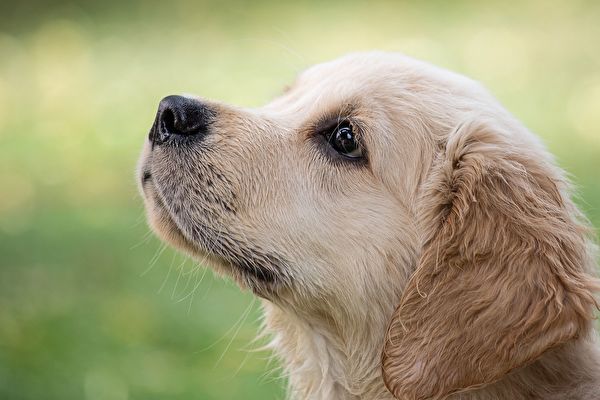 研究：小狗的视觉与嗅觉相通 或能以鼻视物