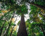 世界上已知最高的树七百多岁 禁游客靠近