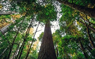 世界上已知最高的樹七百多歲 禁遊客靠近