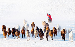 組圖：蒙古牧民雪地中展現精采的牧馬技能