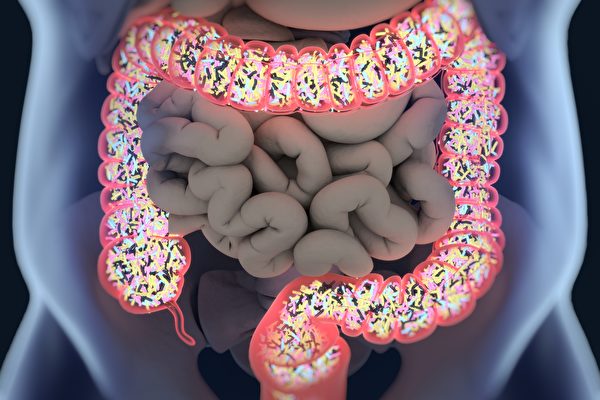 腸道菌相失衡、壞菌增多，會造成肥胖。(Shutterstock)