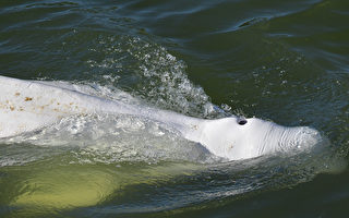 组图：白鲸误入塞纳河拒进食 法国抢救中