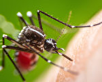 佛羅里達大學開發新型驅蚊器 通過軍方測試