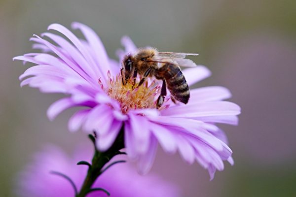 加拿大安省省長記者會上發言 意外吞進蜜蜂
