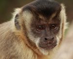 加州动物园一猴子打911电话报警