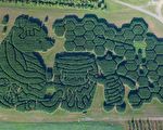 组图：缅因州壮观的玉米迷宫 吸引大批游客