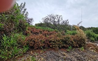 干旱威胁秋收 苏州太湖生态岛茶树果树枯死