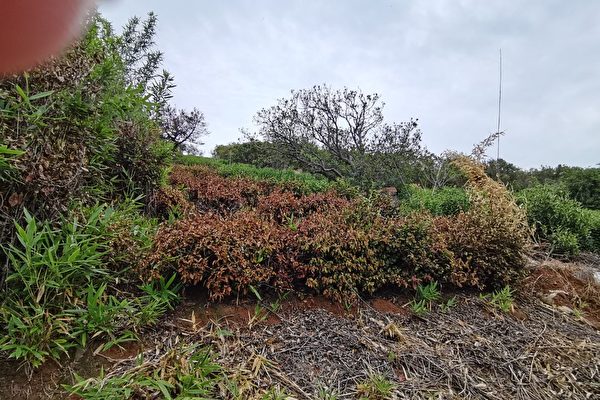 干旱威胁秋收 苏州太湖生态岛茶树果树枯死