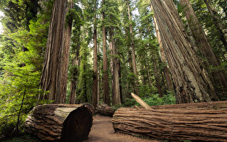 永恆森林——紅木公園 推薦4條步道