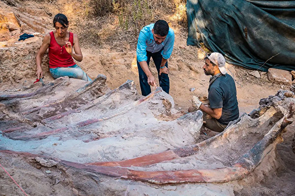 葡萄牙出土25米长恐龙遗骸 或为欧洲最大