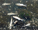湾区各地出现大范围鱼类死亡 专家：藻华所致