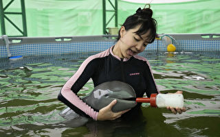 泰国濒危小海豚搁浅 紧急救援牵动众人心