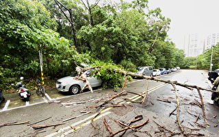 颱風軒嵐諾解除陸警 全台路樹災情多