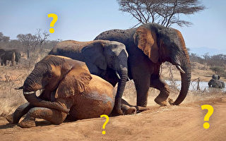 你能在这群南非大象中发现多少头大象？