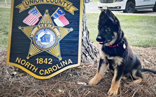警察局呼籲為新警犬命名 收到數千條建議