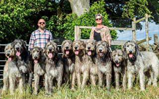 英国一夫妇与10只超级巨狼犬共享乡村家园