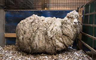 身背26公斤羊毛命危 澳流浪綿羊幸運獲救
