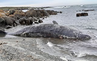 海洋生态异象 抹香鲸在塔州海岸大量搁浅