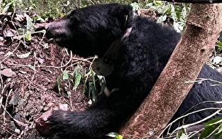 非危急情况射杀台湾黑熊 2猎人遭起诉