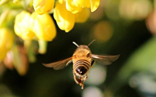 蜜蜂螫人後反悔 不斷繞圈抽出螫針 避過一死