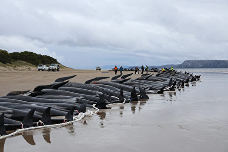 组图：大量领航鲸搁浅在澳大利亚海岸