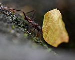 全球至少2萬兆隻螞蟻 維護區域生態系統