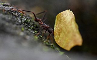 全球至少2万兆只蚂蚁 维护区域生态系统