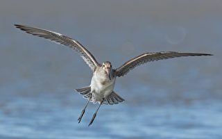 一次性飛越太平洋 斑尾鷸驚人的能力和毅力