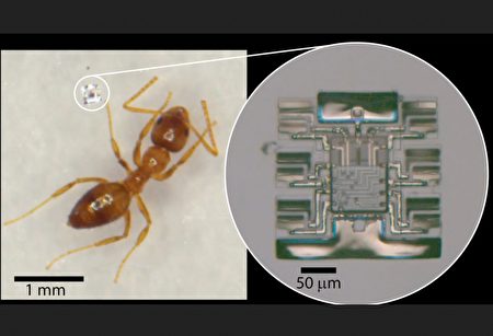 超微型智能機器人問世 體積僅螞蟻腳長1/4