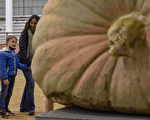 美国男子种出全国最大南瓜 重达1158公斤