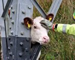 乳牛头卡在铁塔支柱 英国消防队员搭救