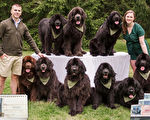 美国夫妇每年拍摄纽芬兰犬制作可爱日历