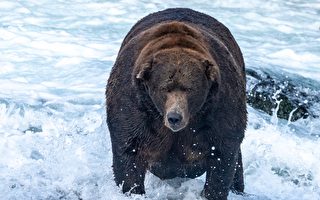 美国国家公园“胖熊周”比赛 选出最胖的熊
