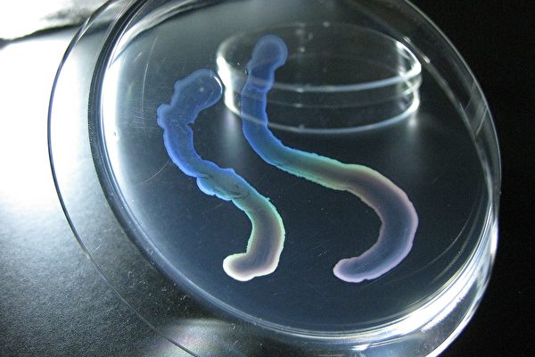 可散發彩虹般光澤的細菌顛覆科學家認知