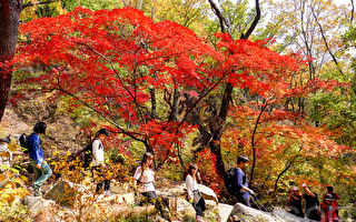 組圖：賞楓季節來了 首爾北漢山金秋紅葉宜人