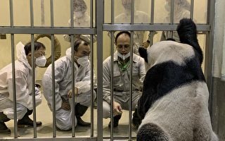 2中國專家探視大貓熊「團團」
