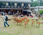 日本关西旅游胜地 奈良公园喂鹿趣