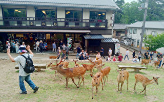 日本关西旅游胜地 奈良公园喂鹿趣