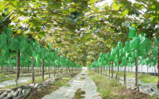 韩国高品质“K-Grape”阳光玫瑰葡萄 是如何培育出来的？