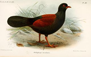 消失140年 極瀕危物種「黑枕雉鴿」驚喜現蹤