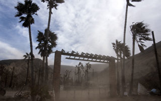 圣安娜大风吹过南加州 恐致停电树倒车祸