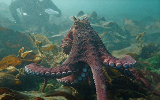 巨型章魚親密接觸潛水員 罕見畫面網路熱傳