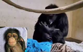 黑猩猩剖腹產後首見寶寶 畫面好溫馨
